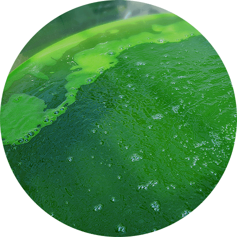 微細藻類