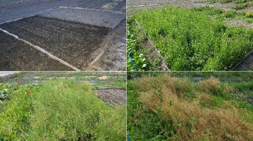 カメリナ栽培試験の継続的実施